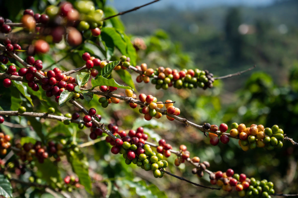 plantación de café en Veracruz 