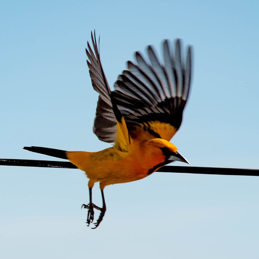Reserva de la Biósfera por la UNESCO, Islas Marías. 