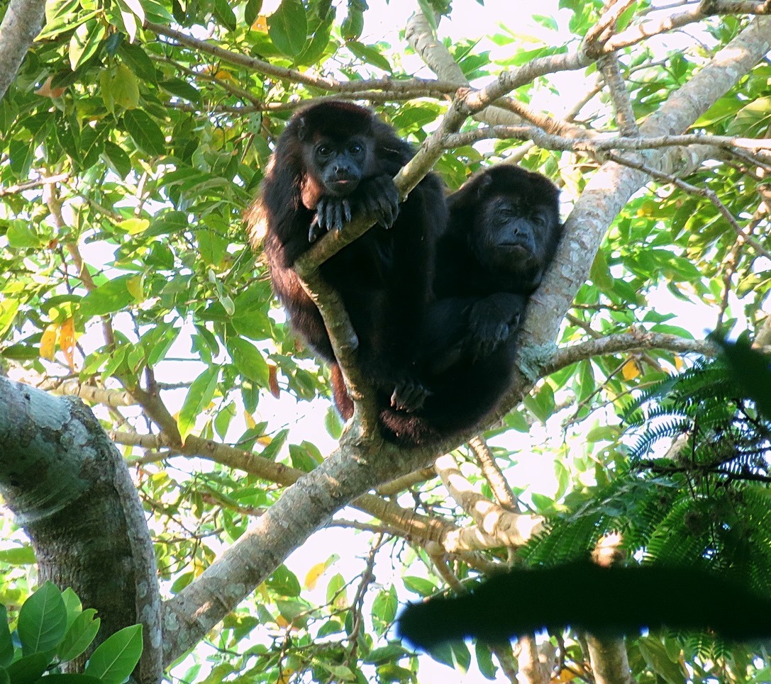 Monos aulladores en Veracruz