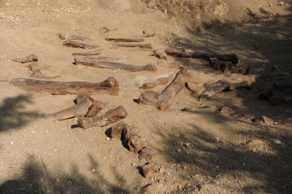 Fósiles de dinosaurio en Rincón Colorado