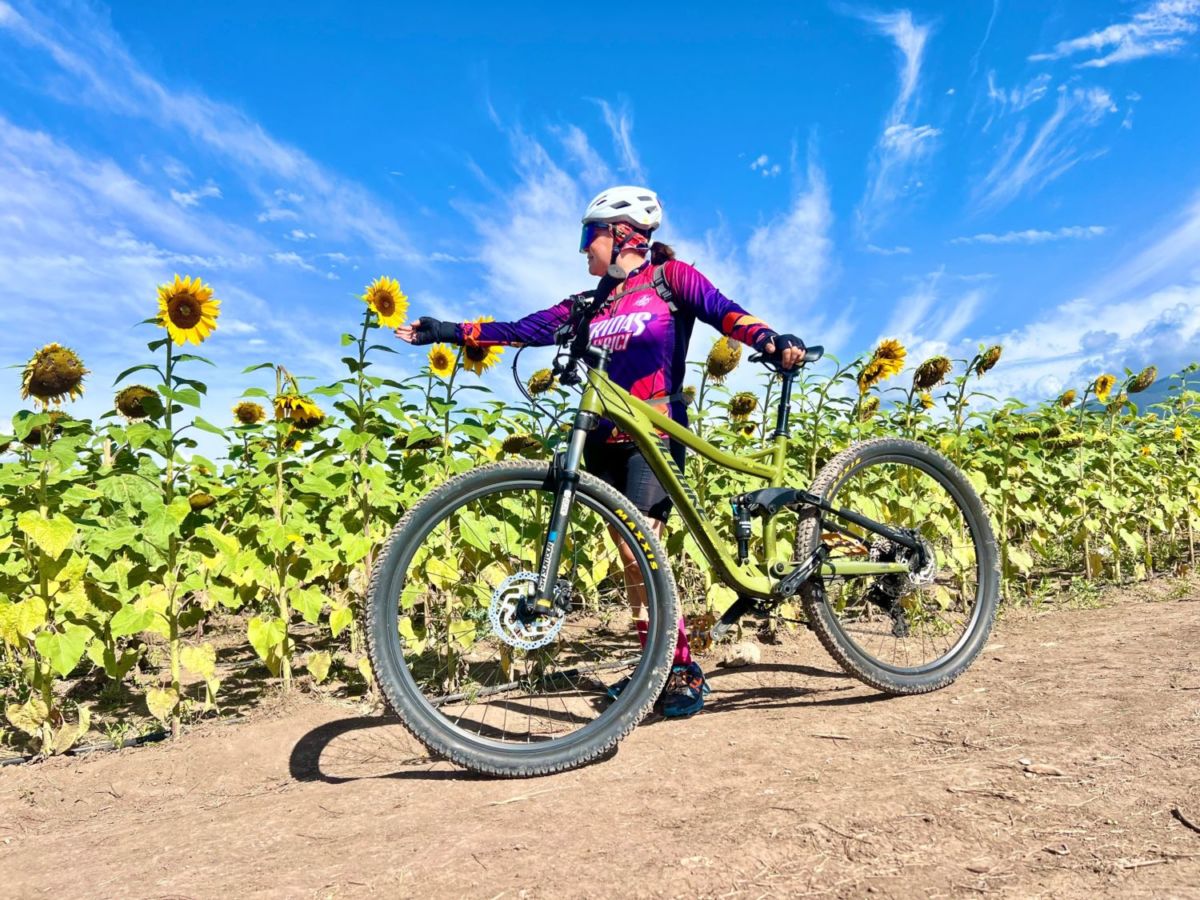 Huerta de Girasoles en San Antonio de las Alazanas