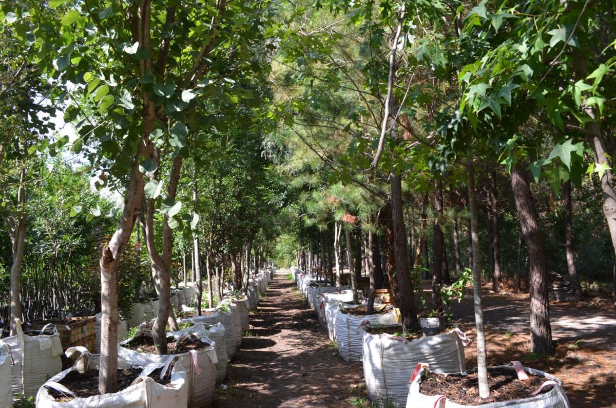 Si eres amante de las plantas necesitas conocer este vivero en Querétaro, un oasis de aromas y colores
