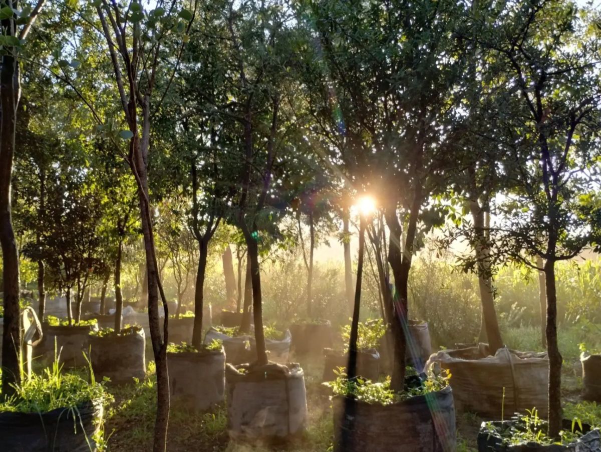 Vivero Mis Amores en Querétaro