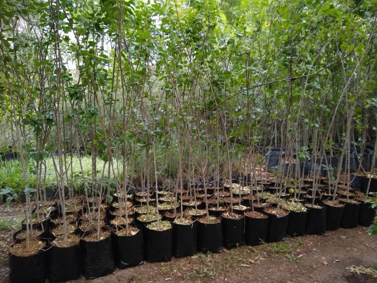 Vivero Mis Amores en Querétaro