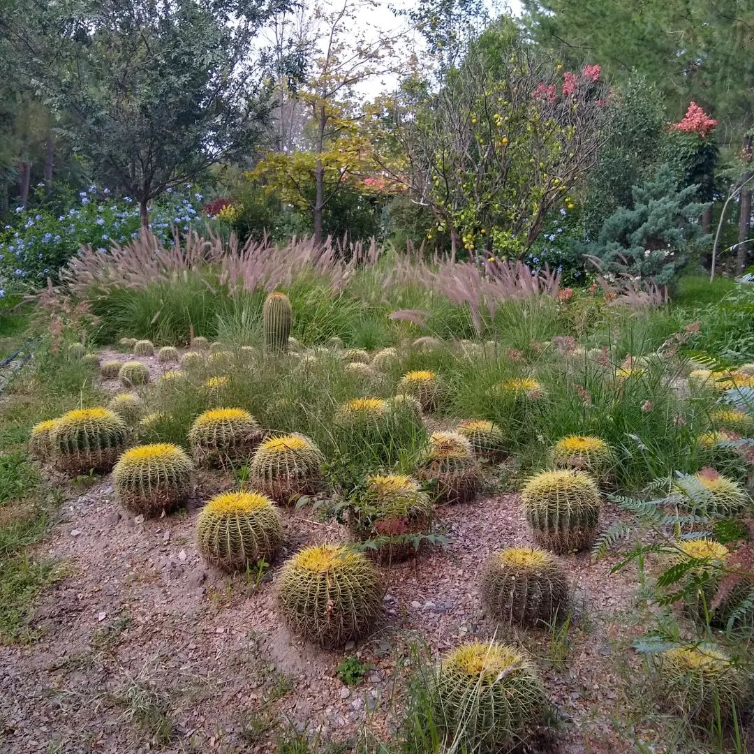 Suculentas en Vivero Mis Amores