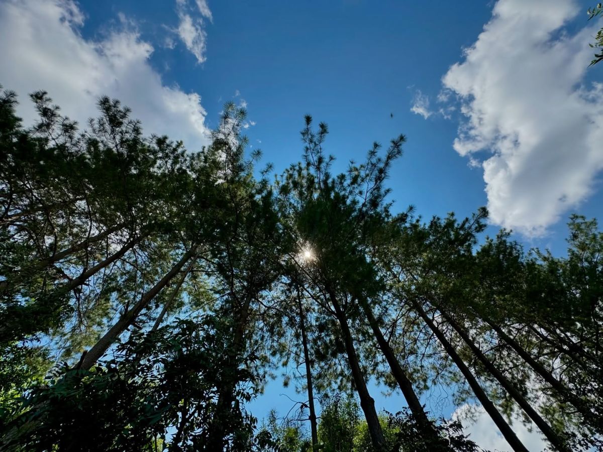 Vivero Mis Amores en Querétaro