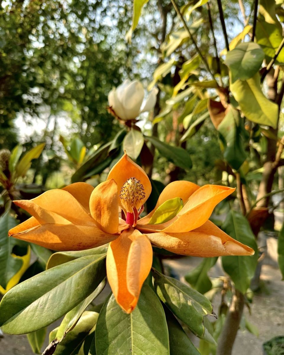 Vivero Mis Amores en Querétaro