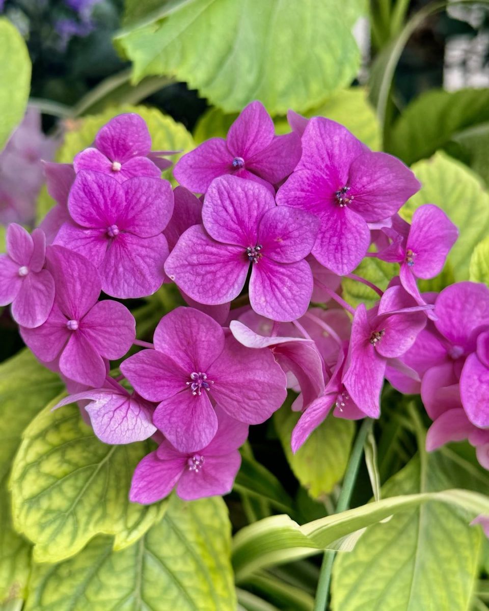 Recorridos guiados por Viveros Mis Amores