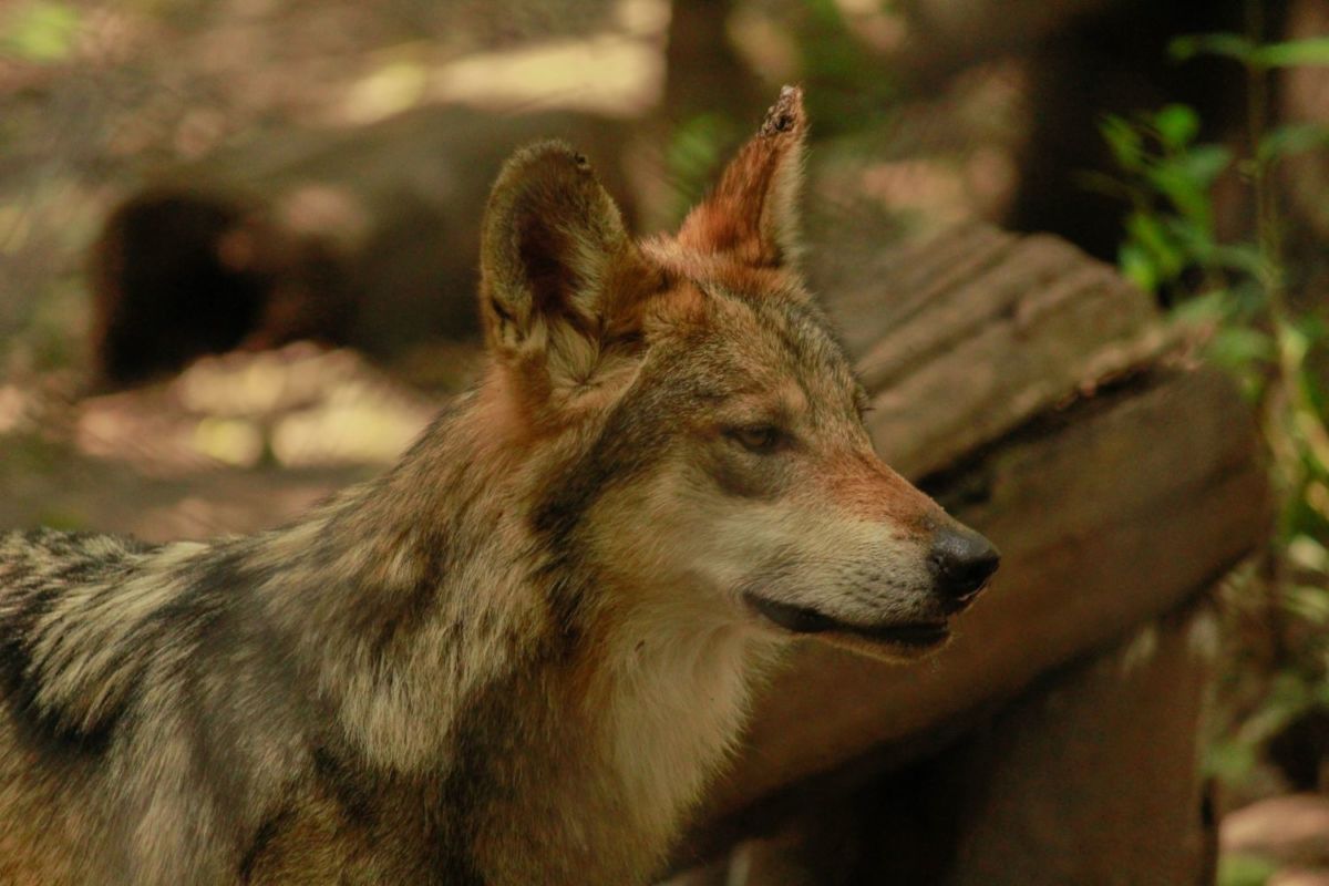 Zoológico de los Coyotes en Coyoacán