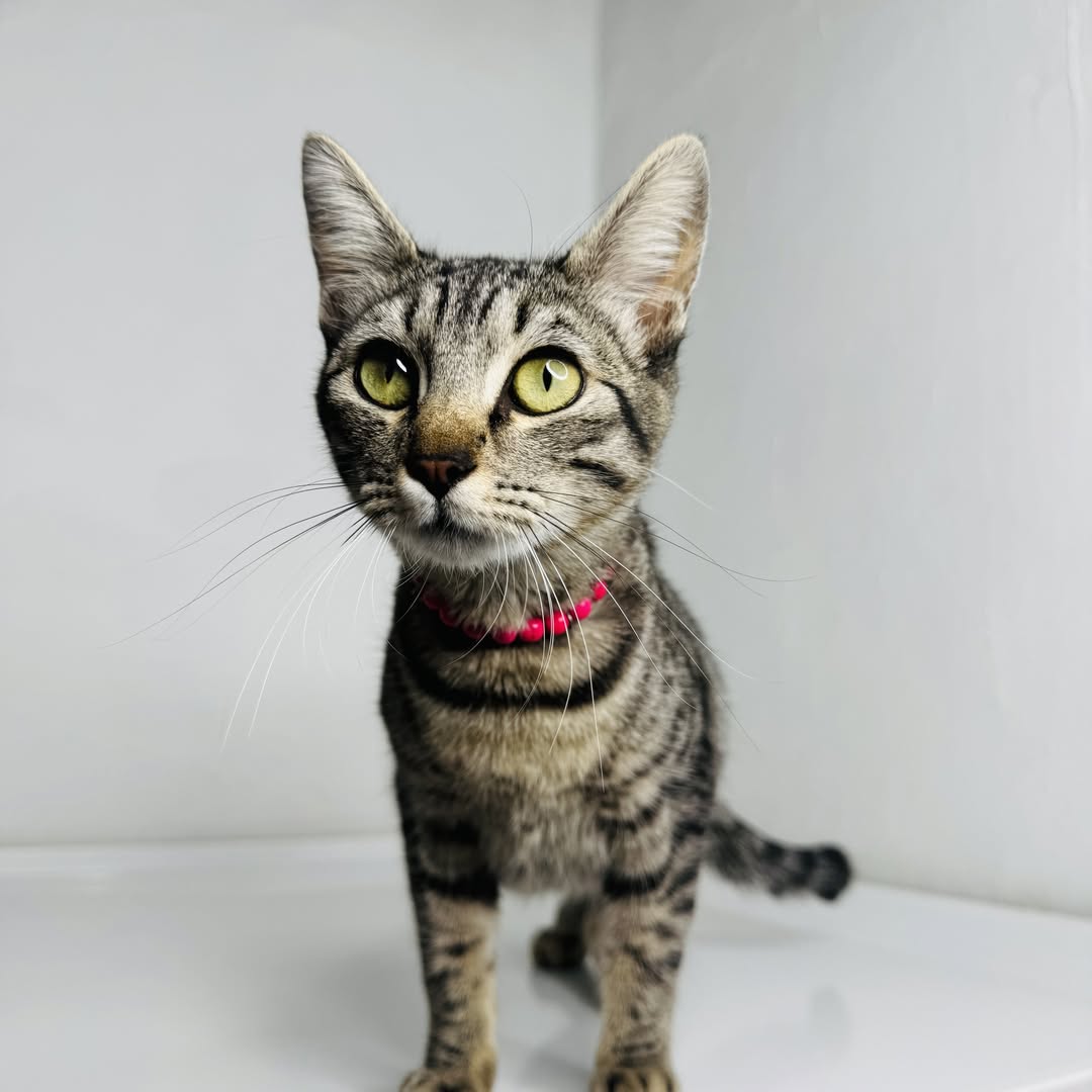 dónde adoptar un gato en cdmx