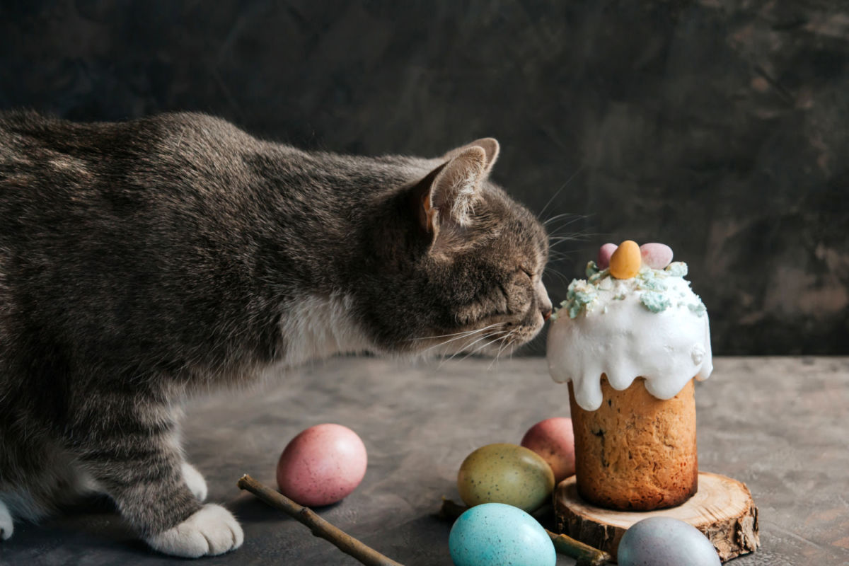 Hoy es el Día del Gato y estas son algunas actividades que puedes hacer con tu gatito para celebrar
