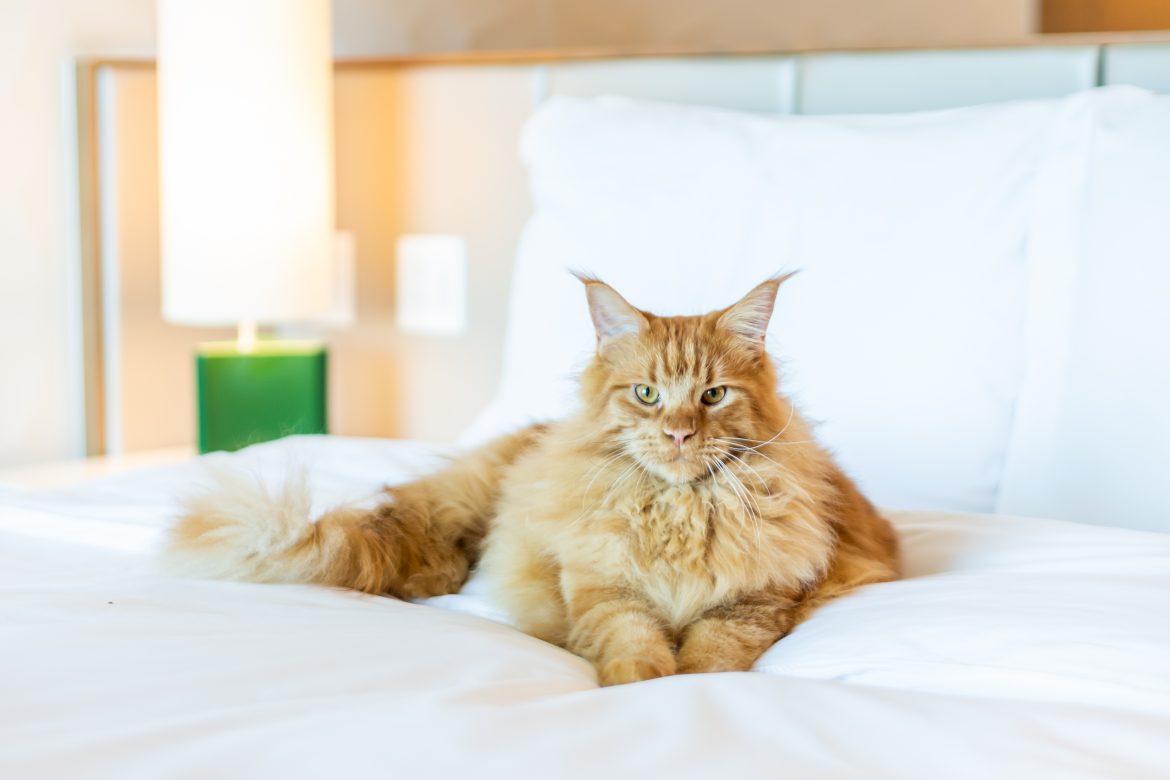 hoteles que permiten gatos