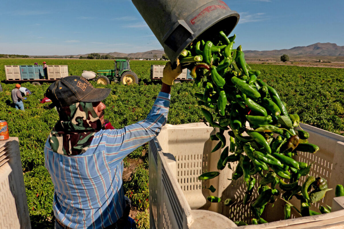 Hatch, Nuevo México