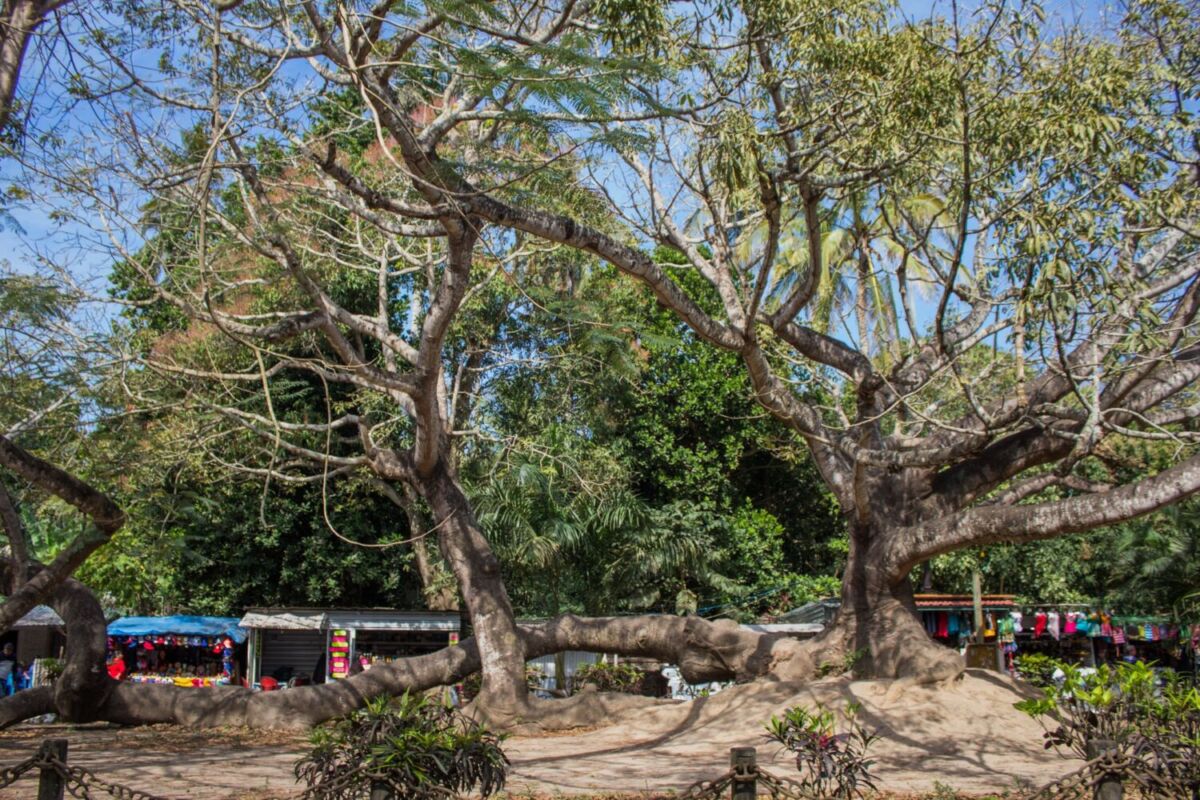 La Ceiba en La Antigua, Veracruz 