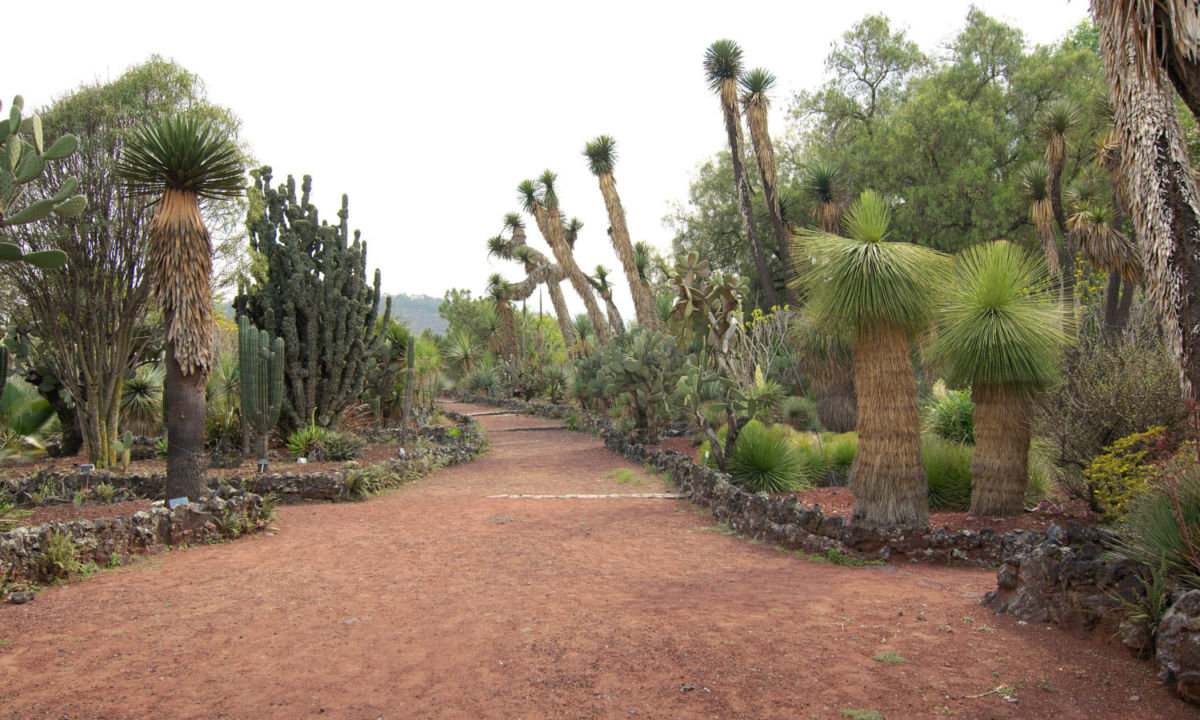 Jardín Botánico de la UNAM 