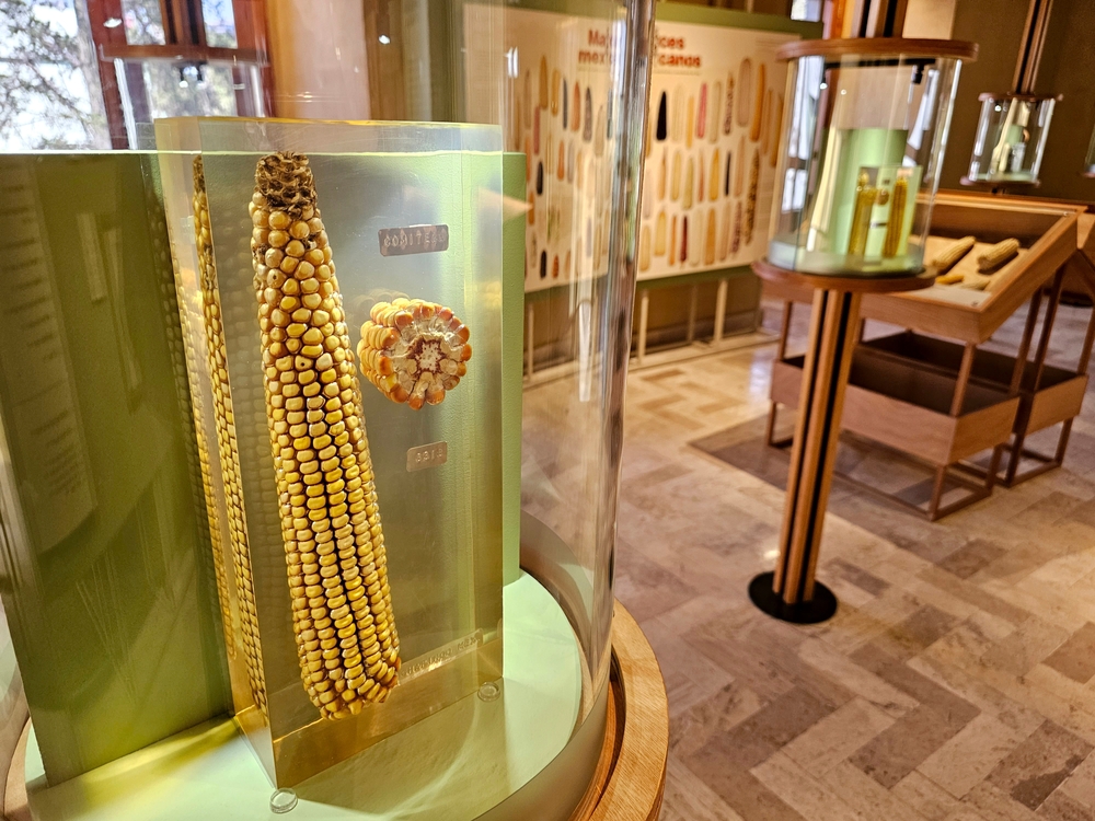 Museo Cencalli Casa del Maíz y Cultura Alimentaria