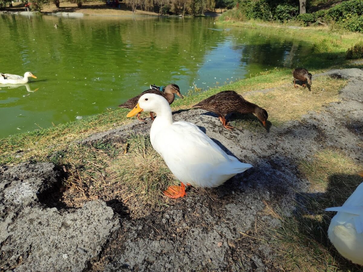 Parque público de la CDMX 