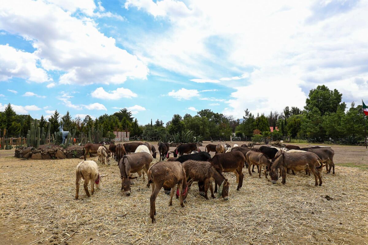 Burrolandia en Otumba
