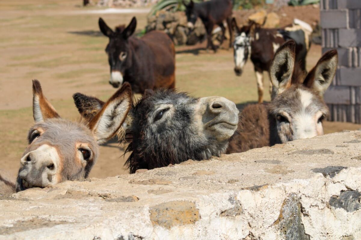 Burrolandia en Otumba 