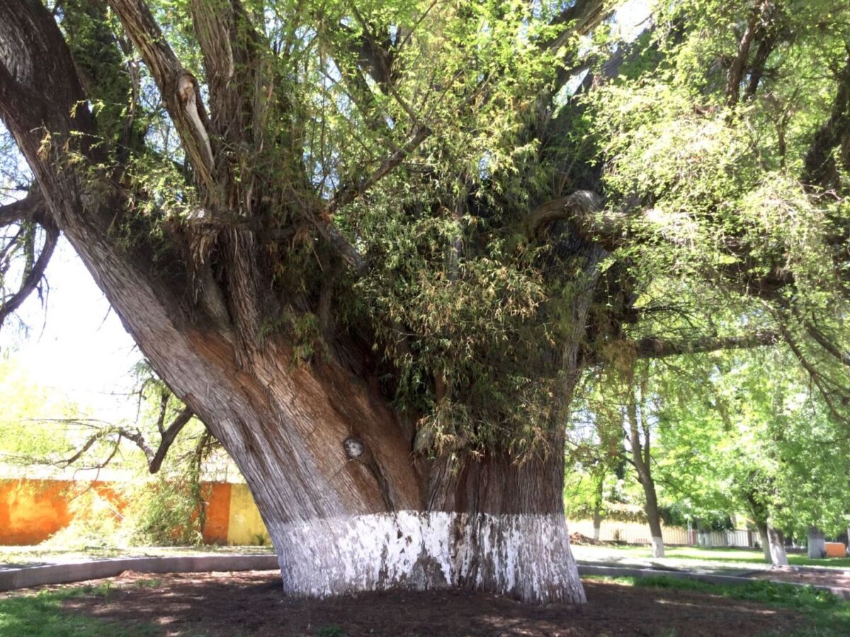 Sabino de Zimapán