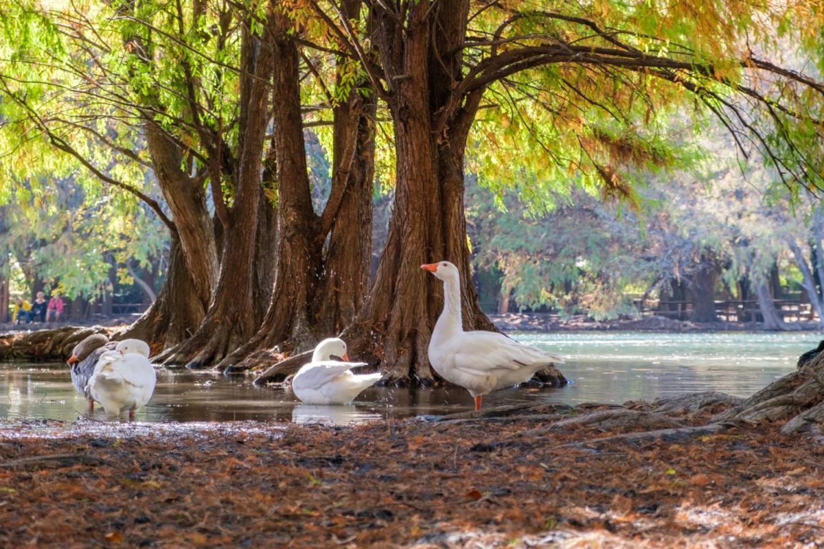 Parque Nacional Lago de Camécuaro