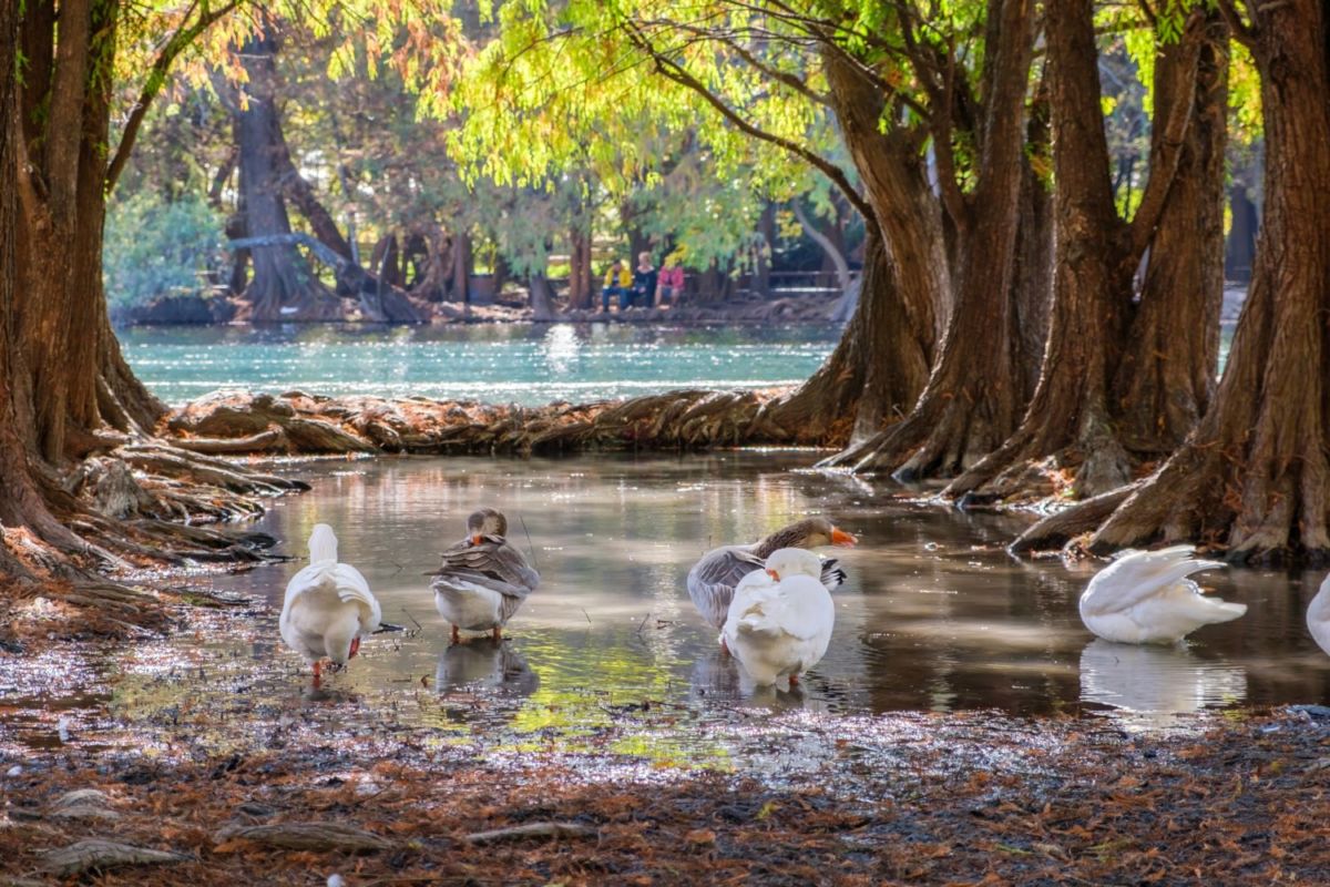 Tangancícuaro, Michoacán 