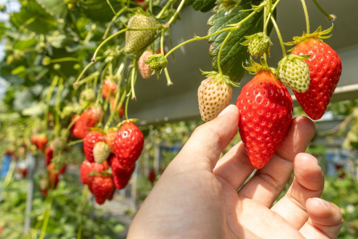 Tangancícuaro es el tercer mayor productor de fresa a nivel nacional