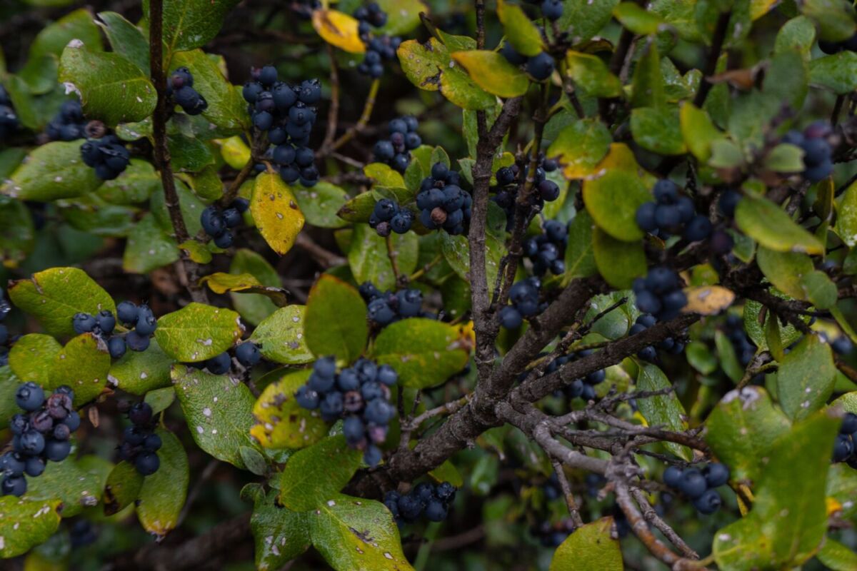 coahuila es uno de los principales productores de vino en méxico