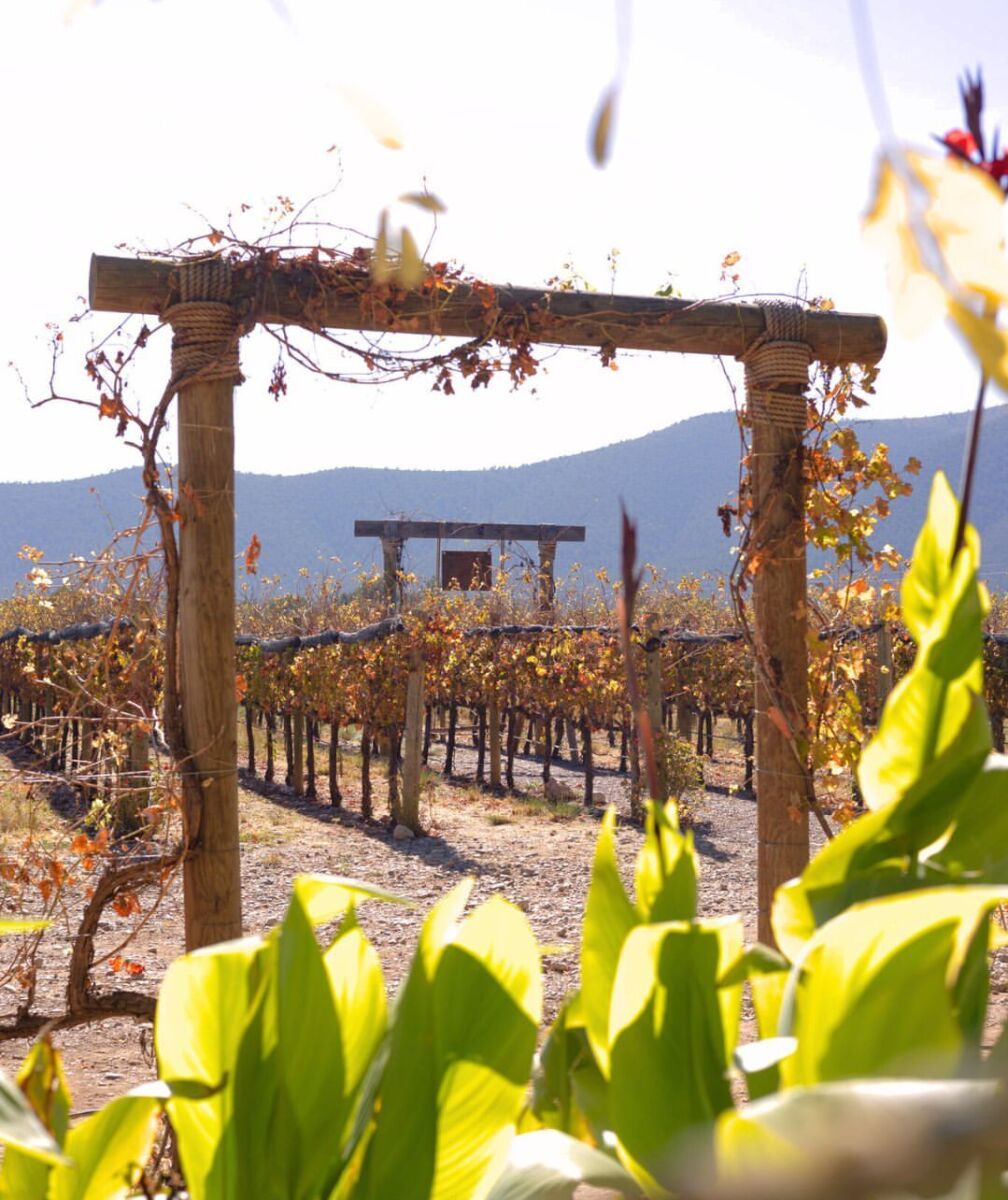 viñedo de bodegas del viento en coahuila
