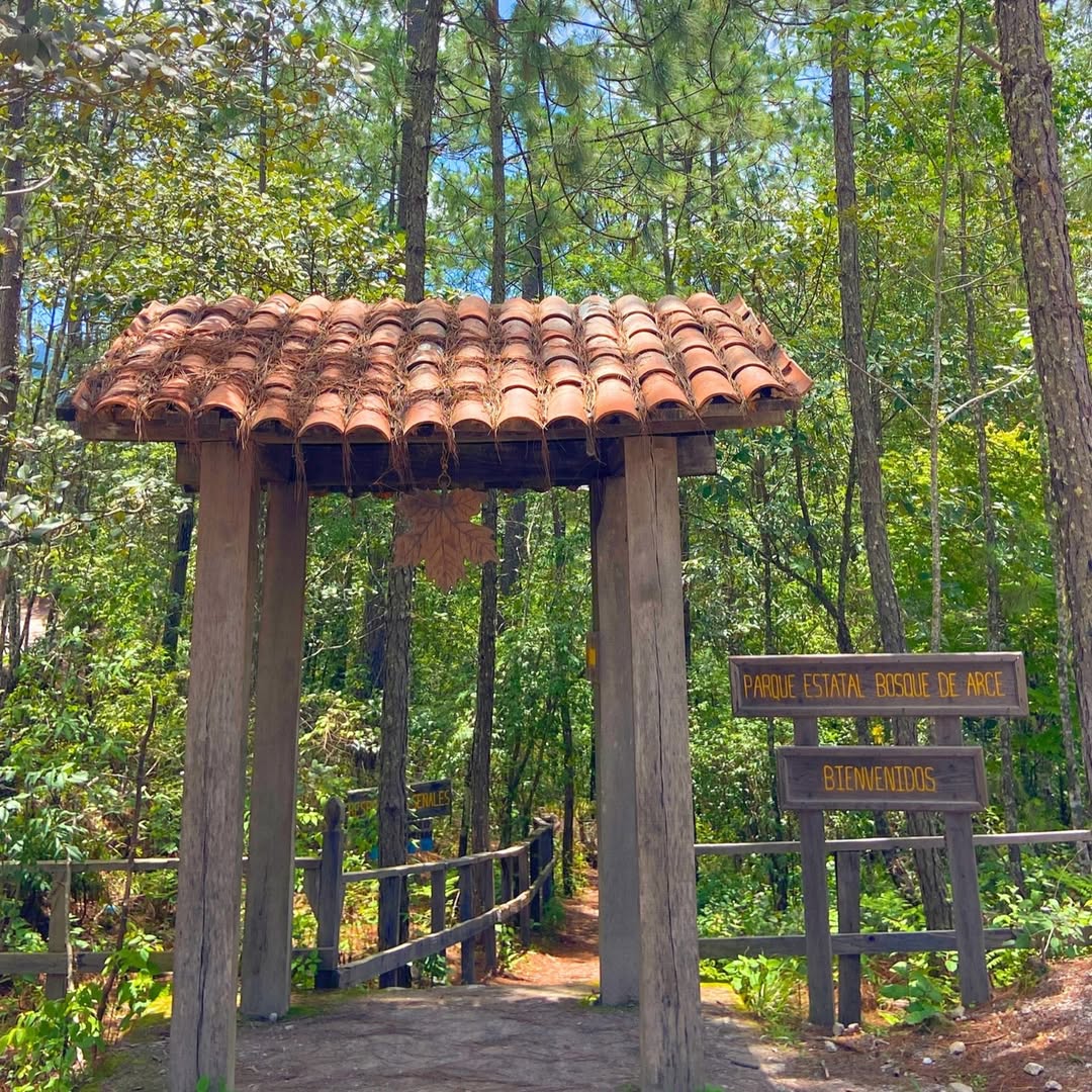  Parque Estatal Bosque de Arce 