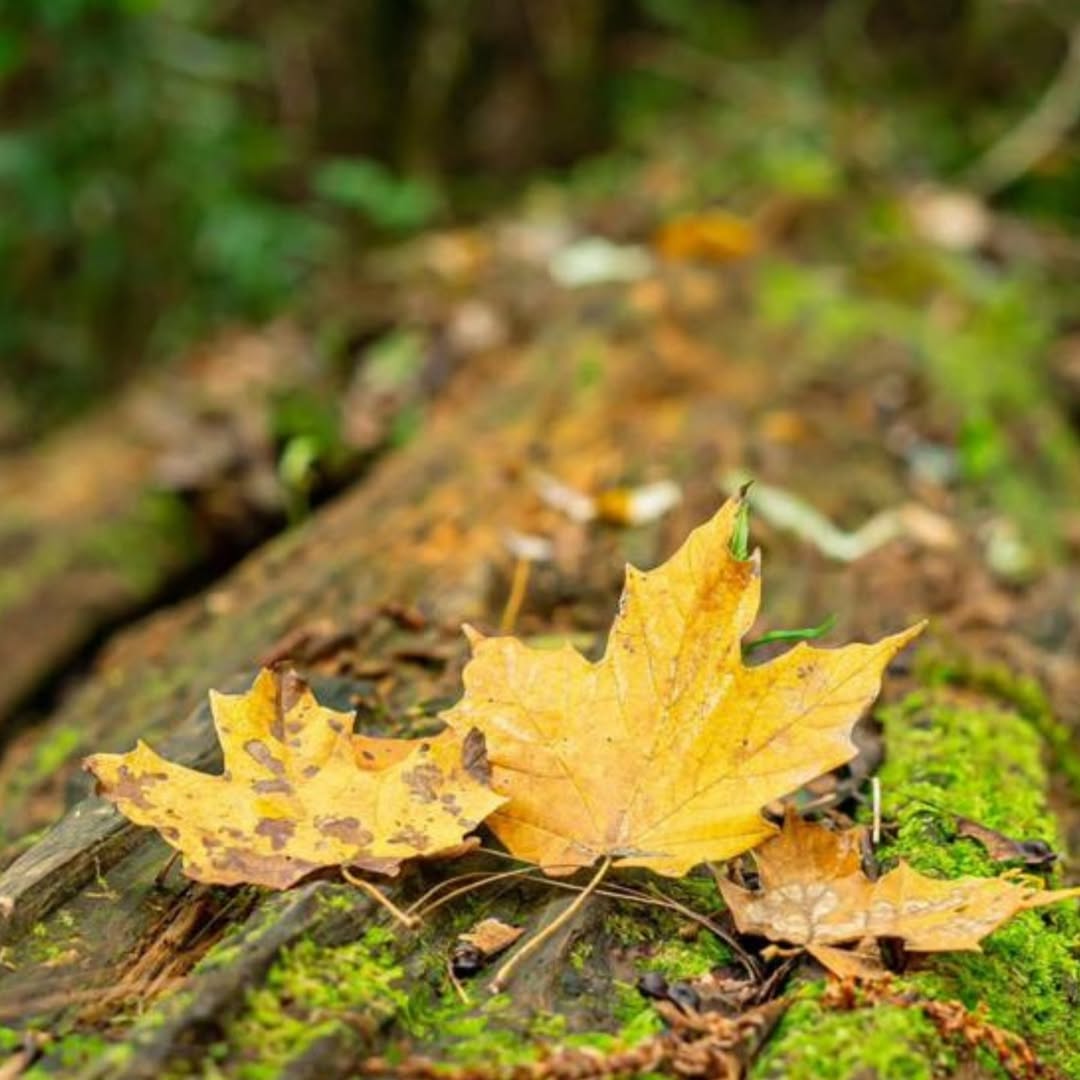 Bosque de Maple en Jalisco 