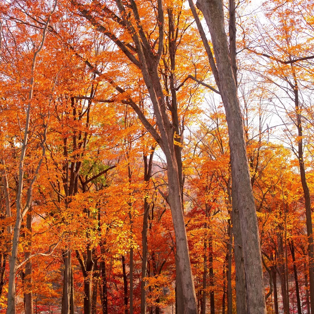  el Bosque de Maple se localiza en Talpa de Allende, sí en el Pueblo Mágico de Jalisco 