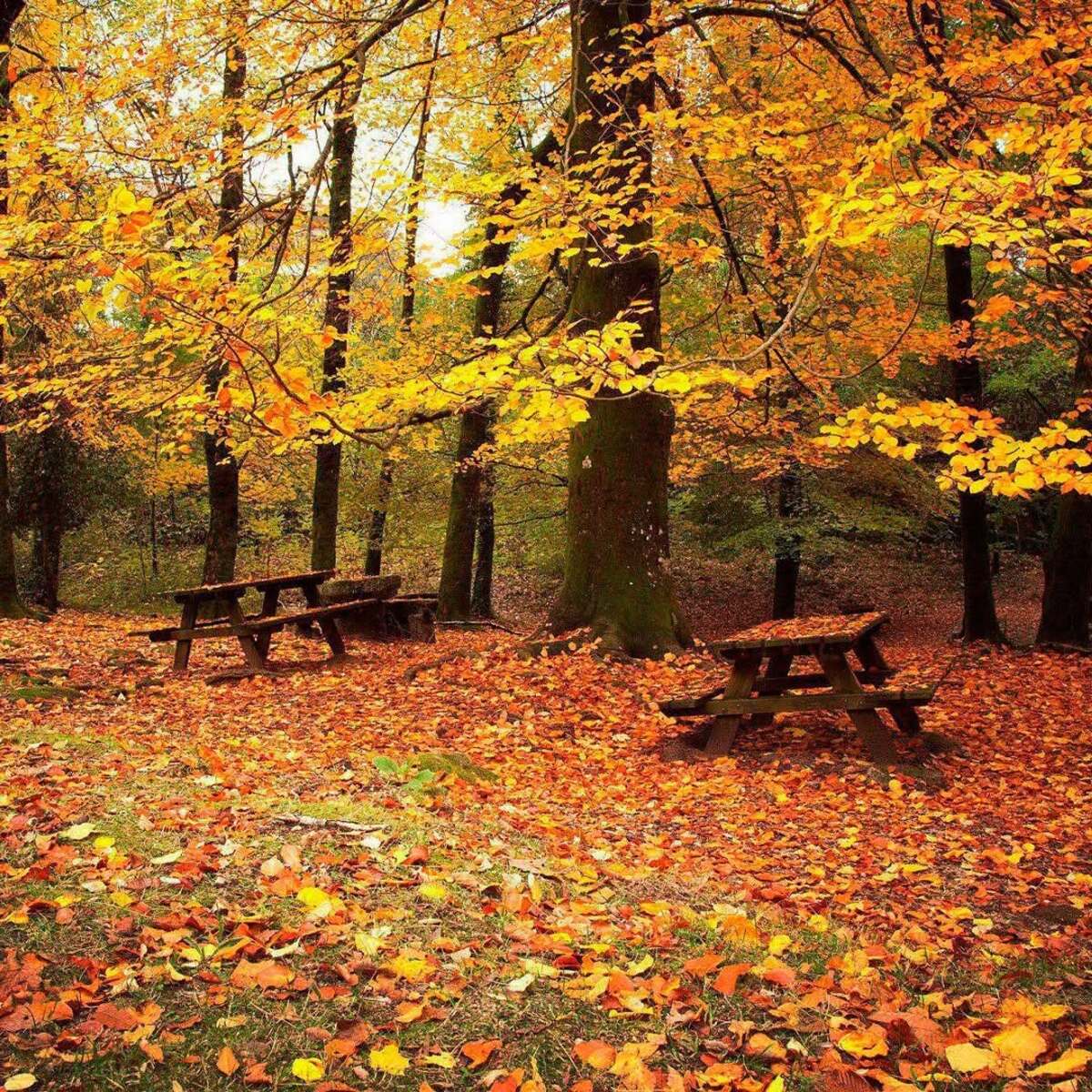 Muchos pensarán que es Canadá, pero este Bosque de Maple está en México y es perfecto para visitar este otoño 