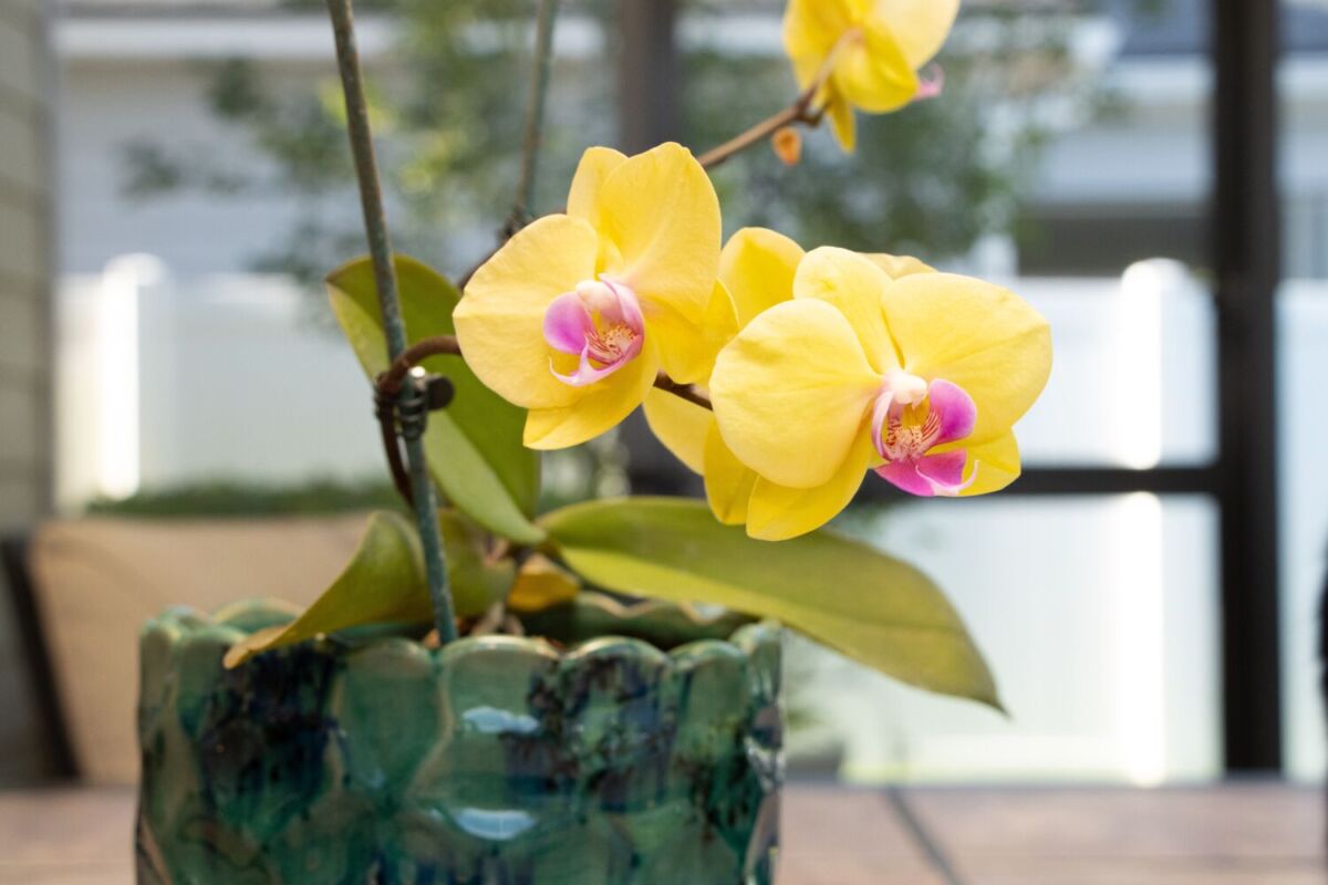Las orquídeas son unas plantas elegantes y existen más de 28 mil tipos de especies 