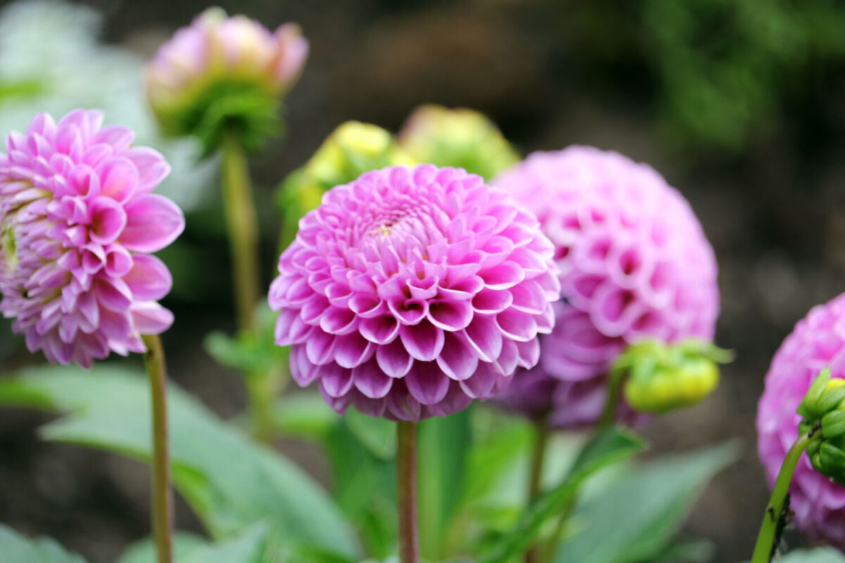 La dalia es la flor nacional de México 