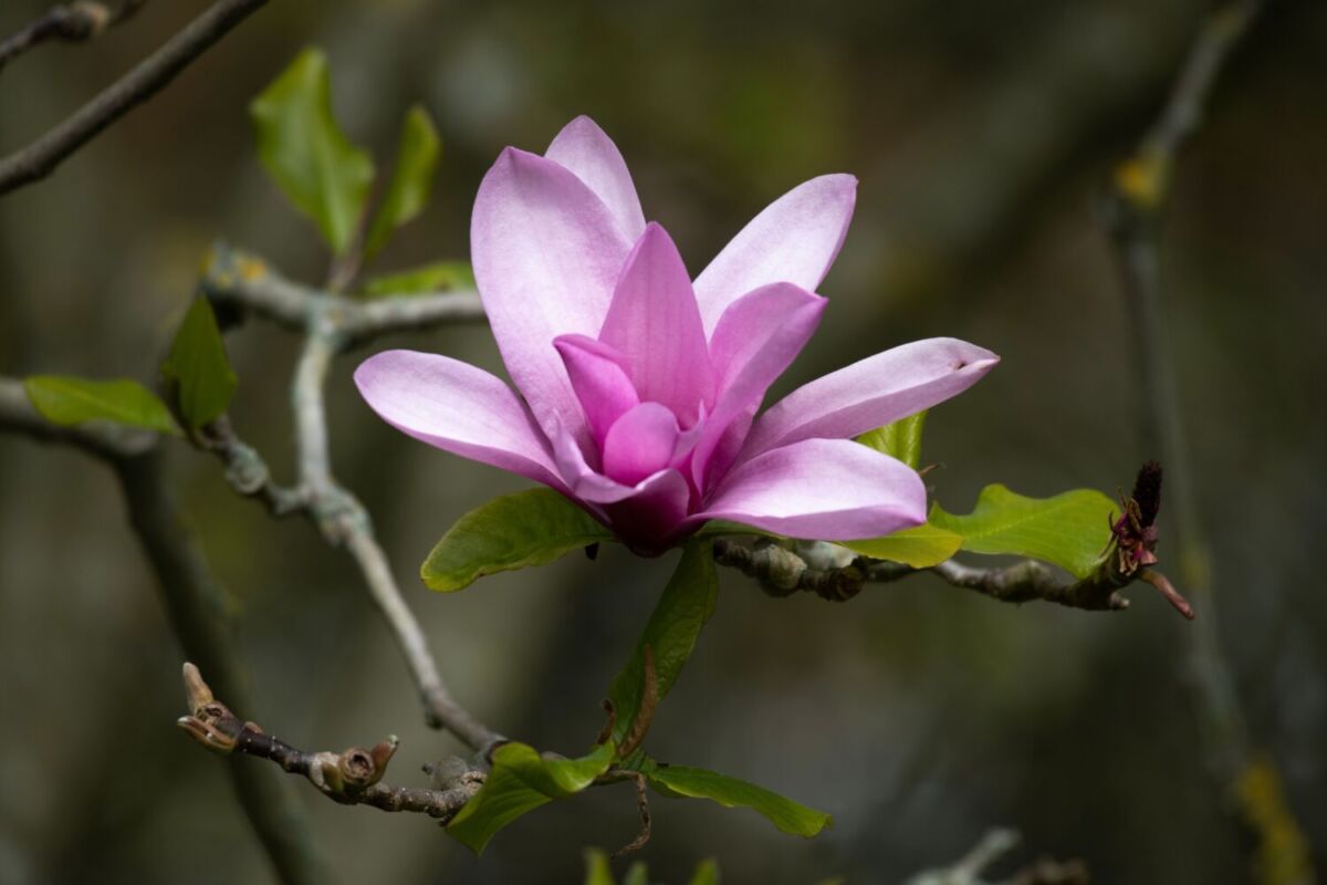 La magnolia es una flor que simboliza la belleza, resistencia y nobleza