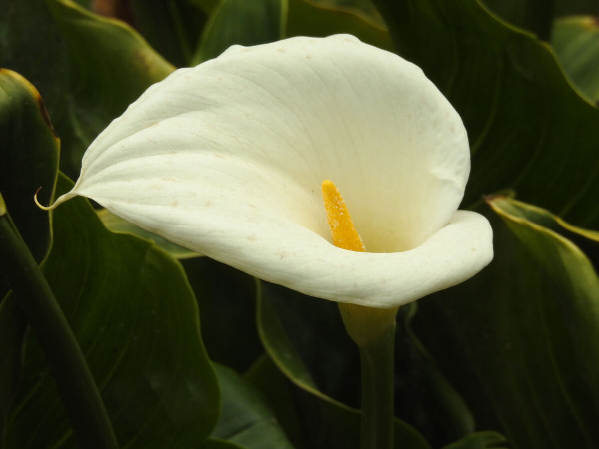  El alcatraz es una de las flores más representativas de México