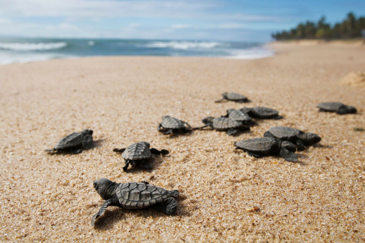 En esta playa hay campamentos tortugueros que las cuidan y liberan tras su nacimiento 
