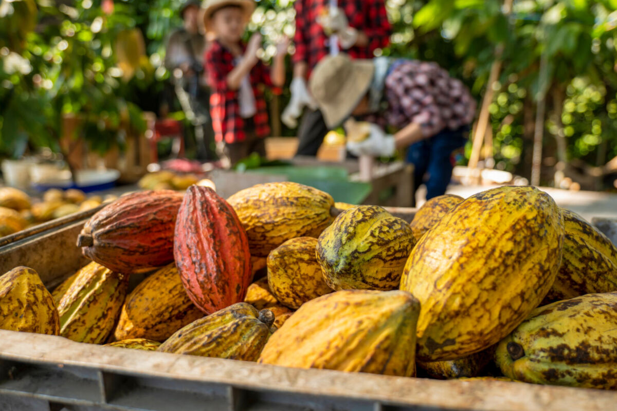 el cacao es un alimento de origen prehispánico 