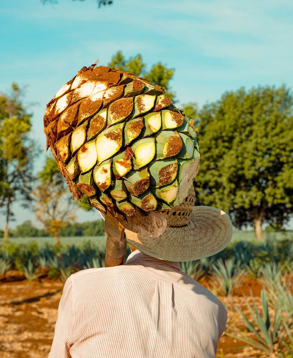 cosecha del agave