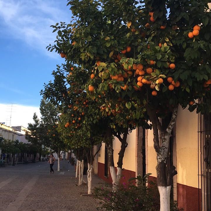 Teúl es un pueblo en Zacatecas que huele a naranjas por todos lados 