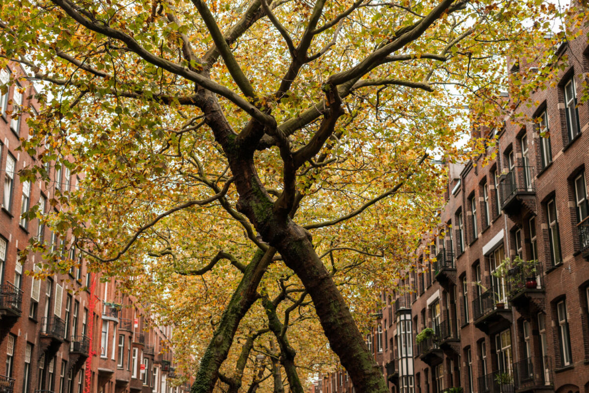 En el año 1900 se plantaron árboles de plátano londinense en Ámsterdam 