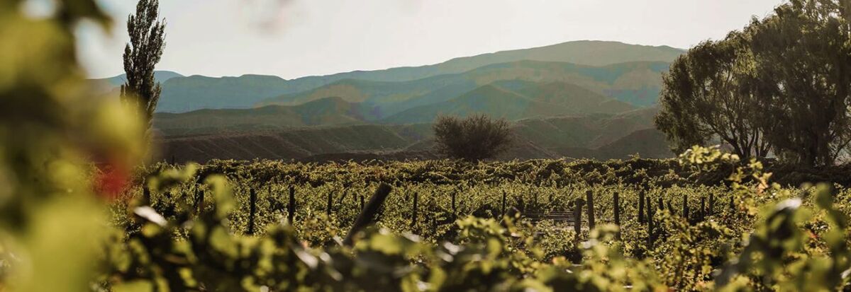 Bodega Viñas del Parchel