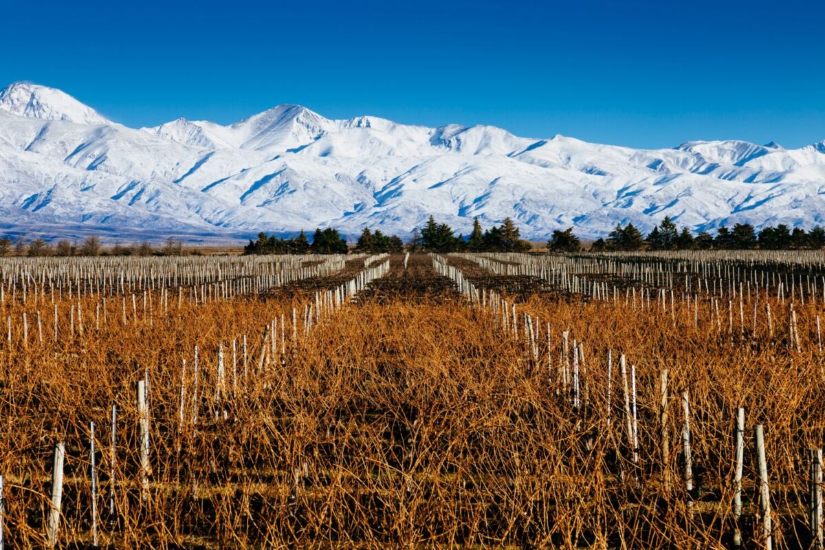 Viñedos en Mendoza