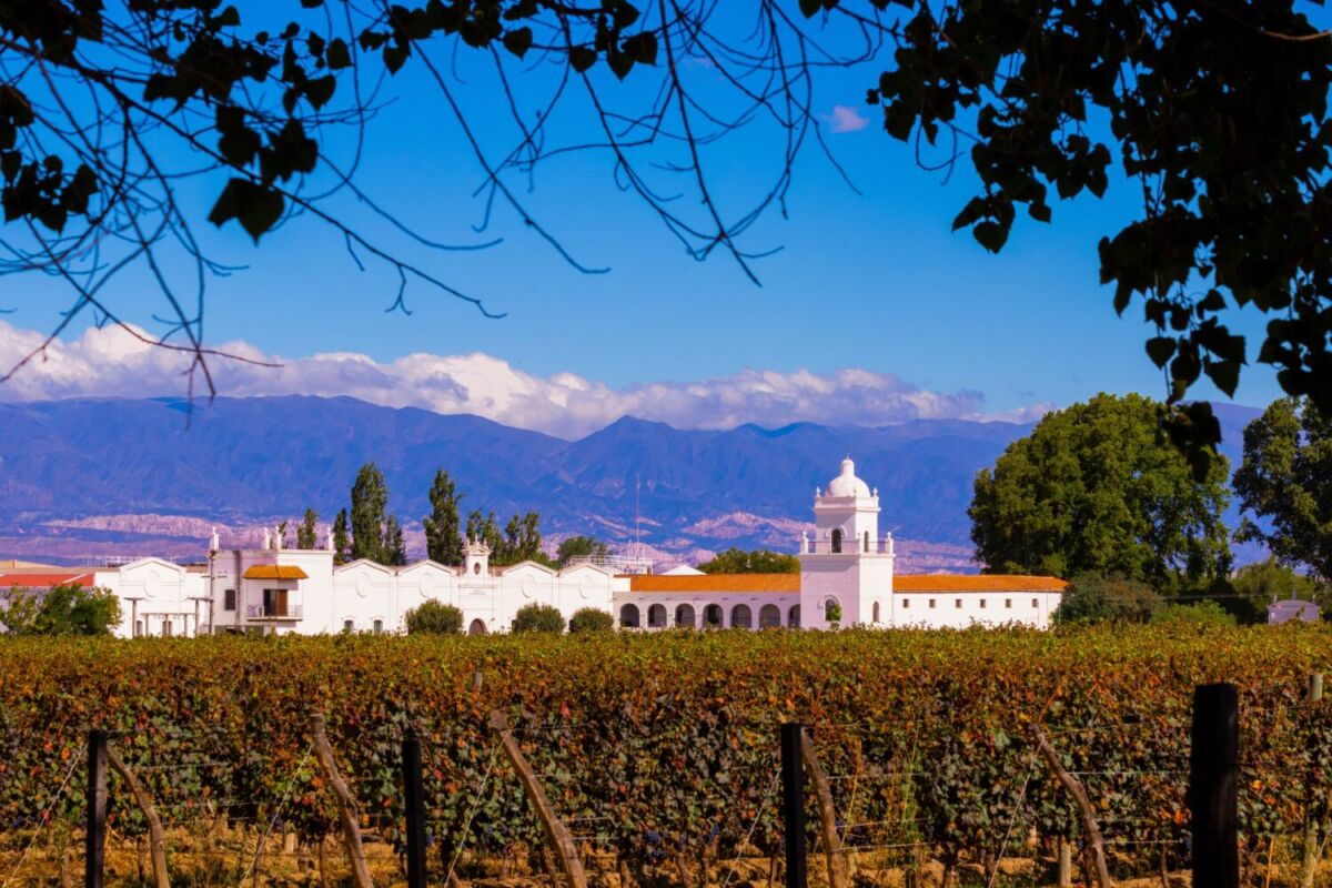 Viñedos en Cafayate