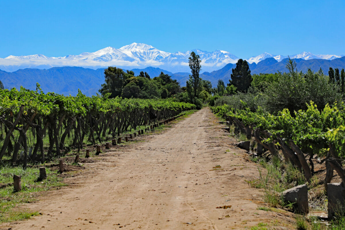 Viñedos en Mendoza
