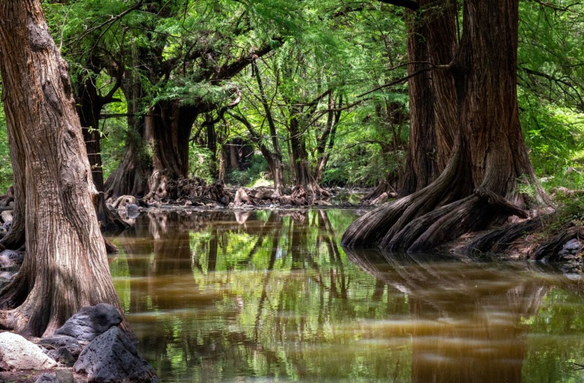 El Bosque de Las Musas fue declarado como Área Natural Protegida en el año 2002