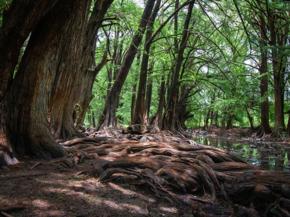 Este bosque se compone de árboles de  ahuehuetes, sabinos, fresnos y sauces 