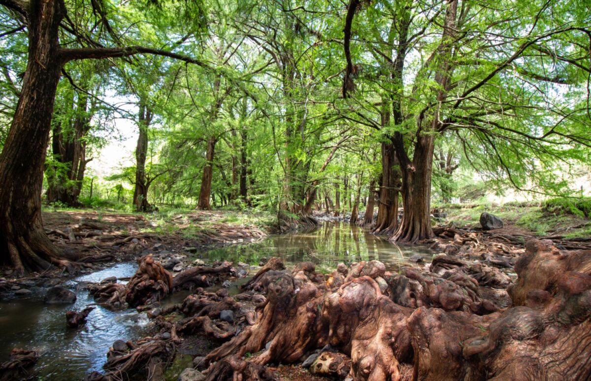 El Parque Natural Las Musas es considerado como un bosque de galerías 