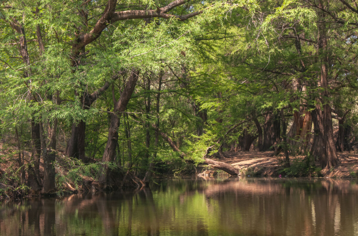 Date una escapada por este bosque mágico de México que casi nadie conoce (sus árboles tienen más de 150 años) 